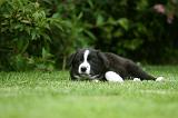 BORDER COLLIE 1216
